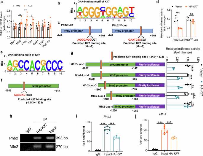 Fig. 6: Mfn2 and Phb2 function as direct targets of Klf7 in cardiac mitochondrial dynamics.