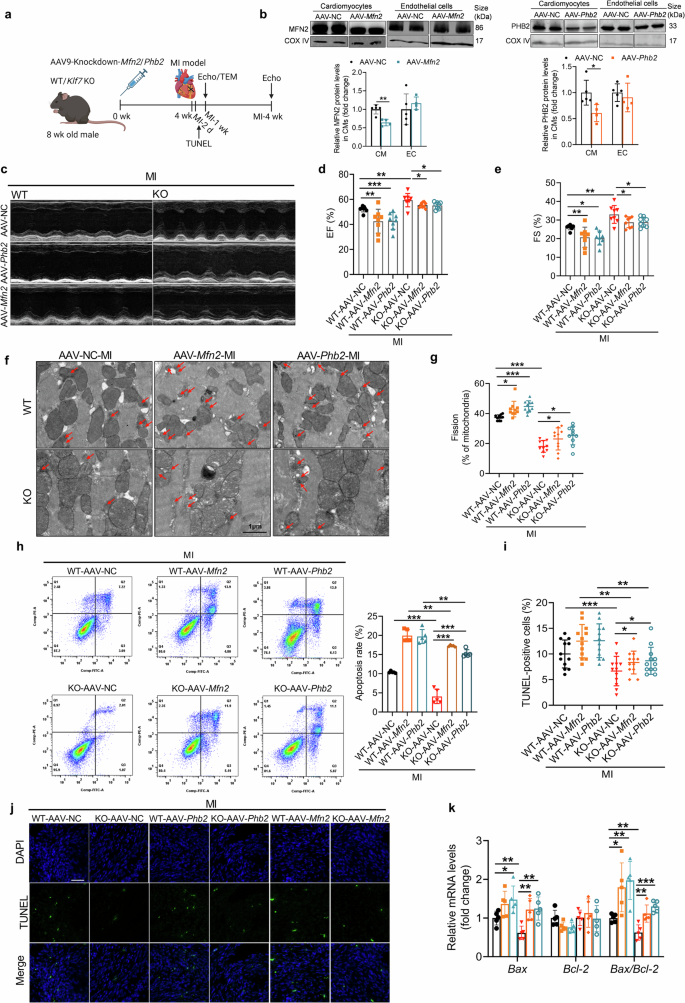 Fig. 8: Cardiomyocyte-specific knockdown of Mfn2 or Phb2 aggravates Klf7 KO mice cardiac function and mitochondria injury after myocardial infarction.