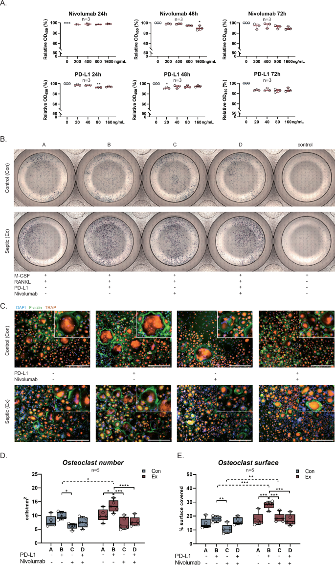 Fig. 4: In vitro osteoclast stimulation indicates the role of PD-1 signaling.
