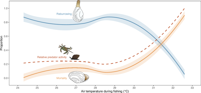 Fig. 4: Predicted relationships with air temperature during fishing for clam reburrowing, clam mortality, and predator activity.