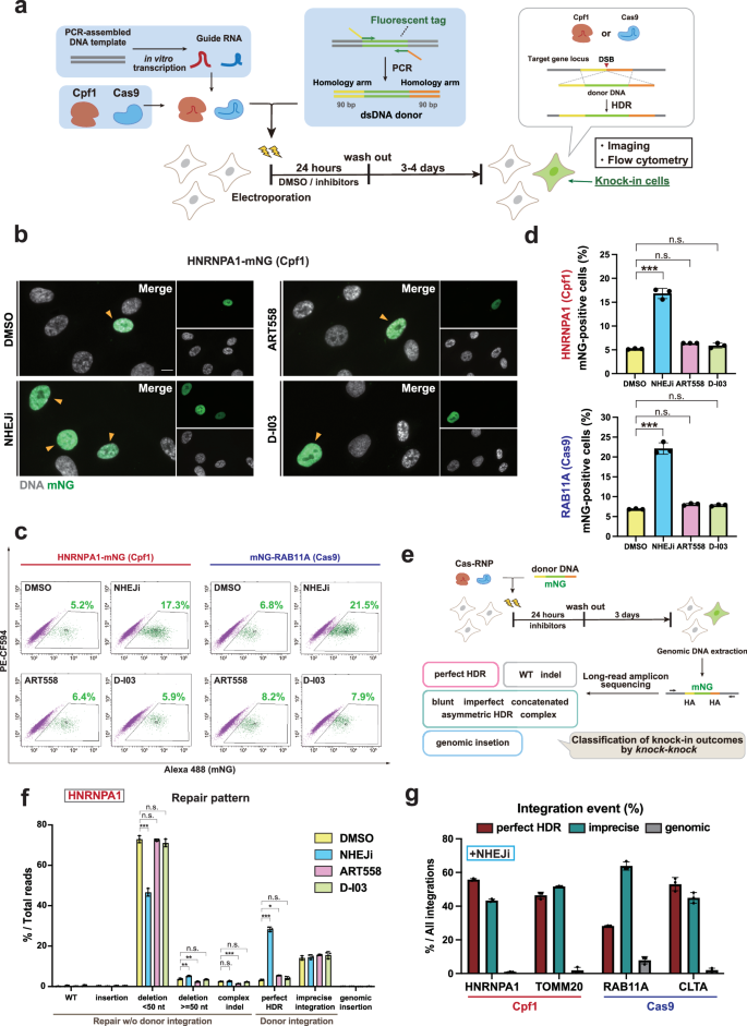 Fig. 1: NHEJ inhibition is insufficient for complete suppression of imprecise repair.