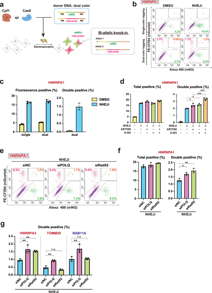 Fig. 2: MMEJ or SSA suppression enhances endogenous tagging efficiency under NHEJ inhibition.