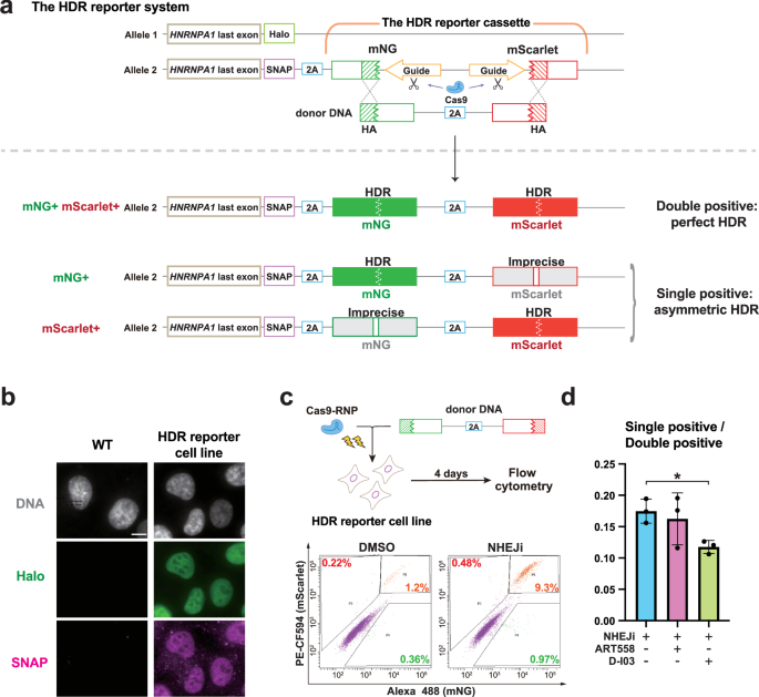 Fig. 4: SSA suppression reduces asymmetric HDR repair in the HDR reporter assay.