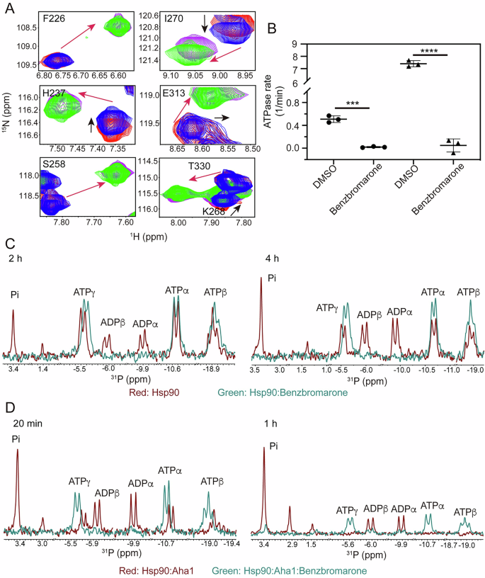 Fig. 3: Benzbromarone interferes with the interaction between Hsp90 and Aha1 which consequentially modulating the ATPase activity of Hsp90-Aha1 system.