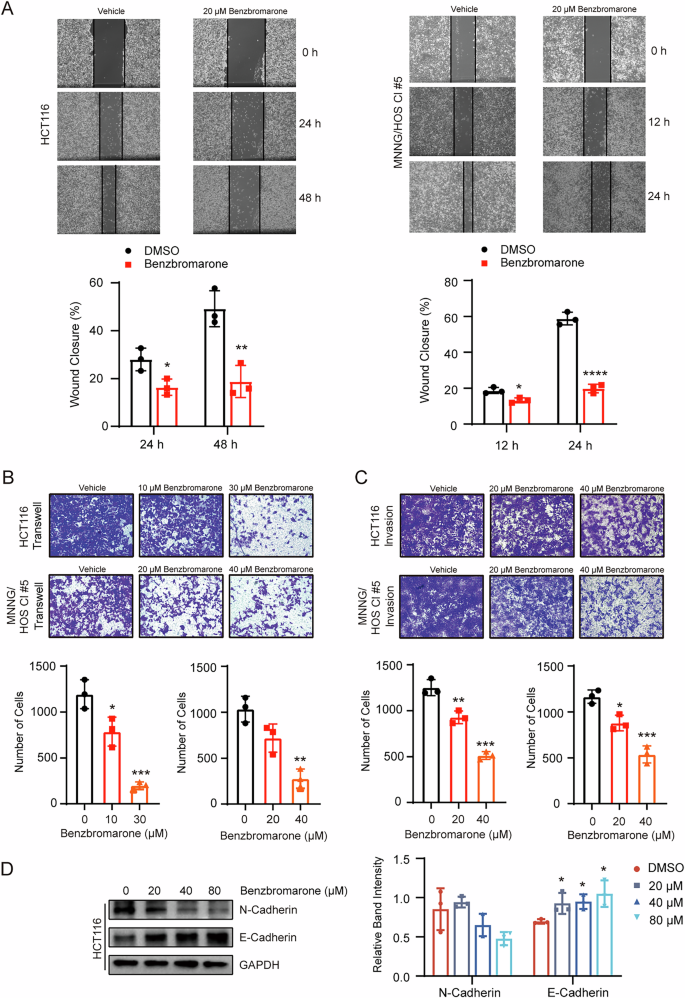 Fig. 5: Benzbromarone suppresses the migration and invasion process of human colorectal cancer and osteosarcoma cells.