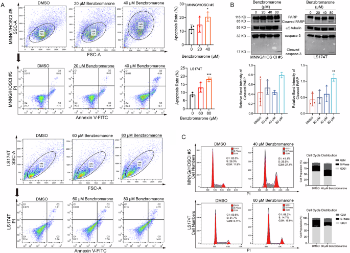 Fig. 6: Benzbromarone induces cell apoptosis and G2/M cell cycle arrest.