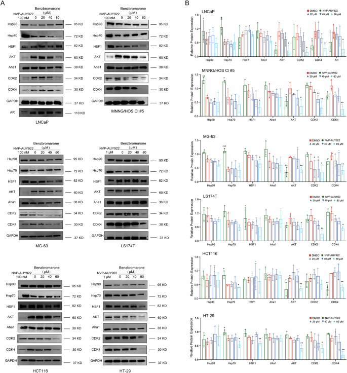 Fig. 7: The immunoblotting data indicates that Benzbromarone destabilizes Hsp90’s client proteins.