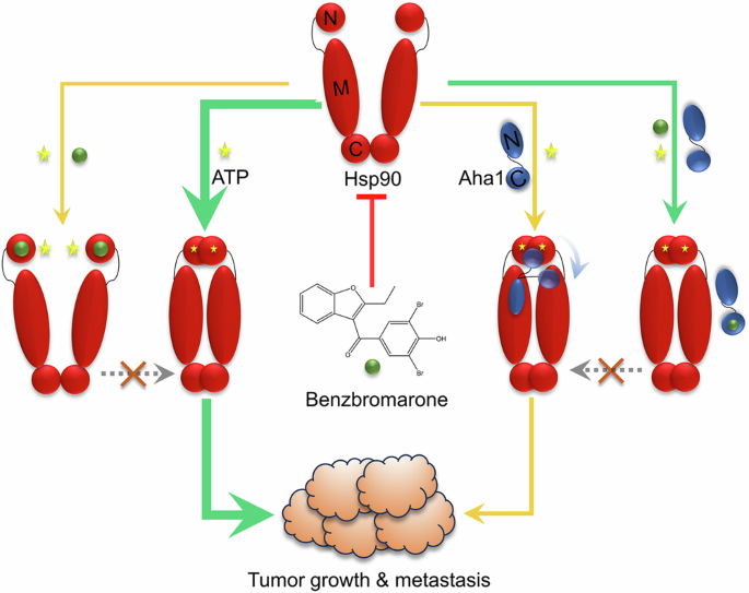 Fig. 8: Working model for Benzbromarone-induced cancer cell death.