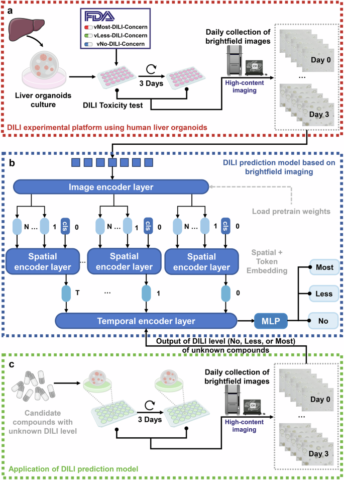 Fig. 1: The workflow of the development of the DILI-level prediction model.