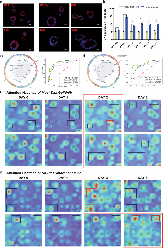 Fig. 5: Superiority analysis and ability validation of human liver organoids image-only model.