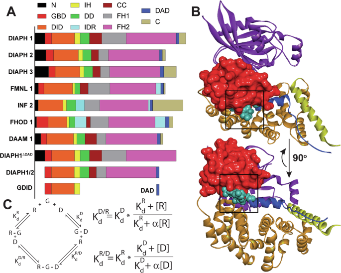 Fig. 1: Intramolecular domain interactions of DRFs.