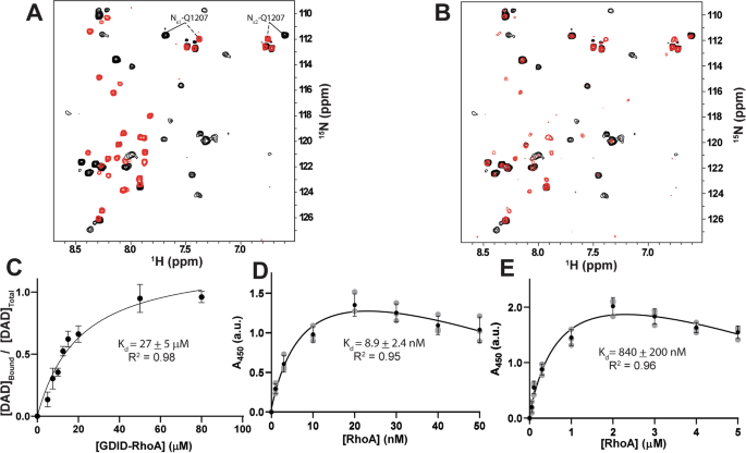 Fig. 2: GDID, DAD and RhoA form a negatively cooperative tripartite complex.