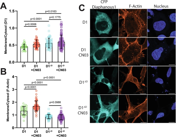 Fig. 4: Autoinhibition mediates localization and activity of DIAPH1 and F-actin.