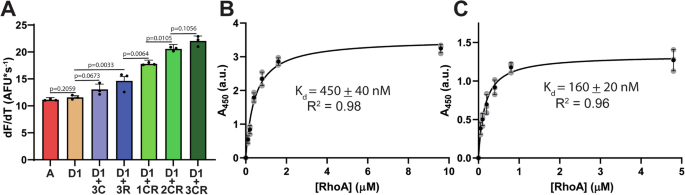 Fig. 5: ctRAGE enhances RhoA activation of DIAPH1.