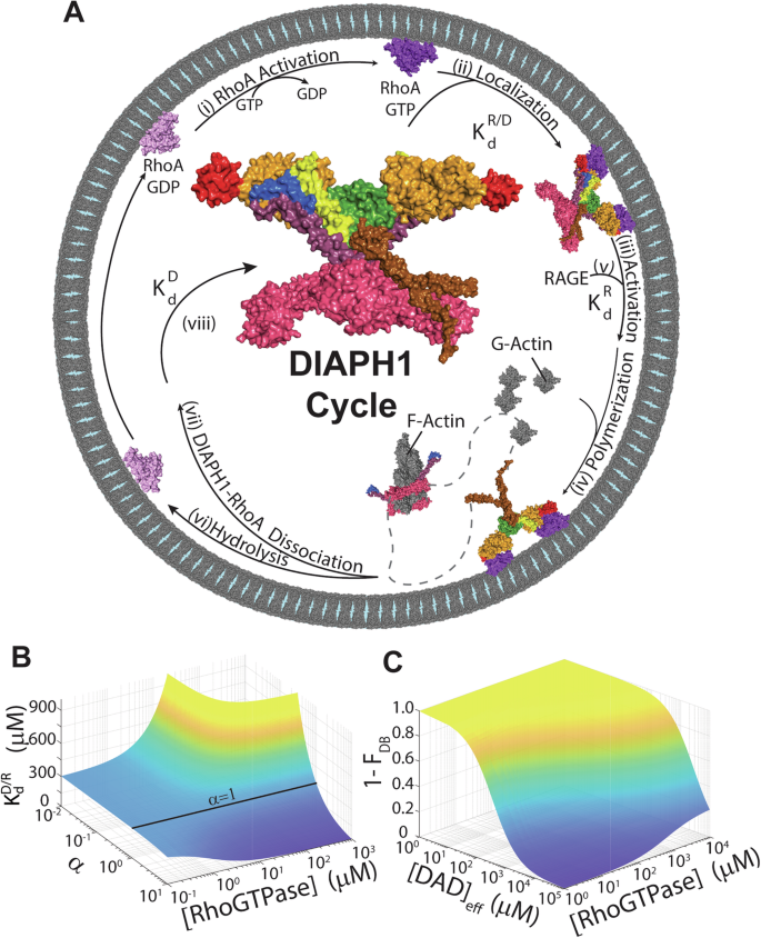 Fig. 6: Model of DRF activation of actin polymerization.