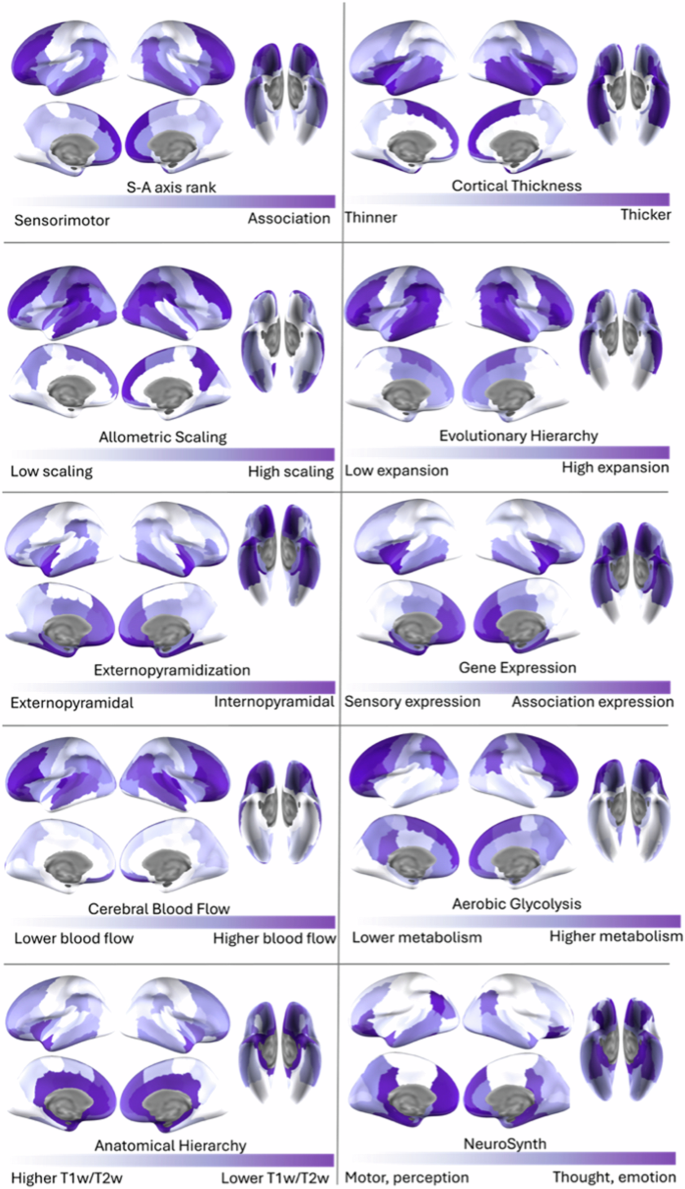 Fig. 2: Sensorimotor-to-association axis and sub-gradients.