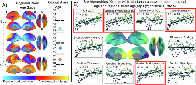 Fig. 3: Accelerated regional brain aging in older adults aligns with cortical gradients.