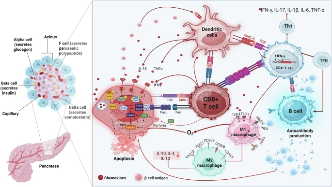 Adipose-derived mesenchymal stromal/stem cells in type 1 diabetes treatment