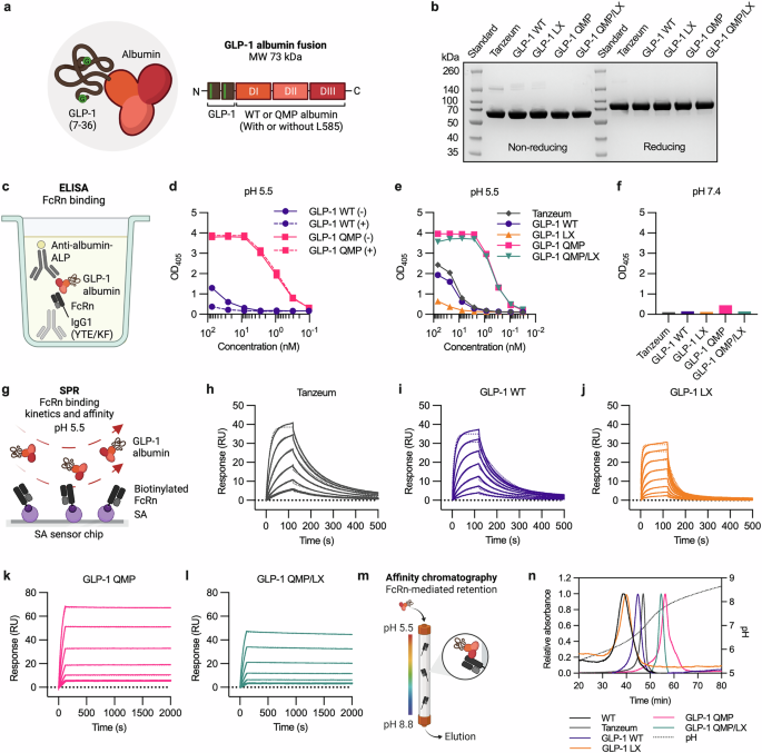 Enhanced plasma half-life and efficacy of engineered human albumin-fused GLP-1 despite enzymatic cleavage of its C-terminal end | Communications Biology Enhanced plasma half-life and efficacy of engineered human albumin-fused GLP-1 despite enzymatic cleavage of its C-terminal end | Communications Biology