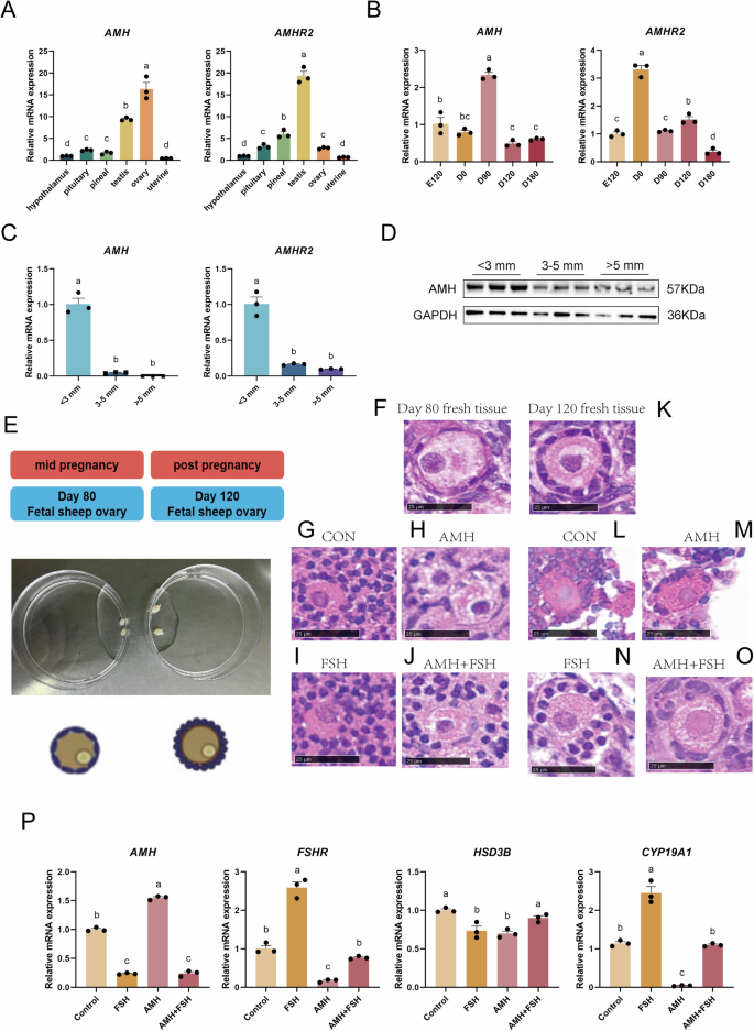 Fig. 1: AMH inclusion in vitro inhibits primordial follicle growth in ovarian cortical cultures.