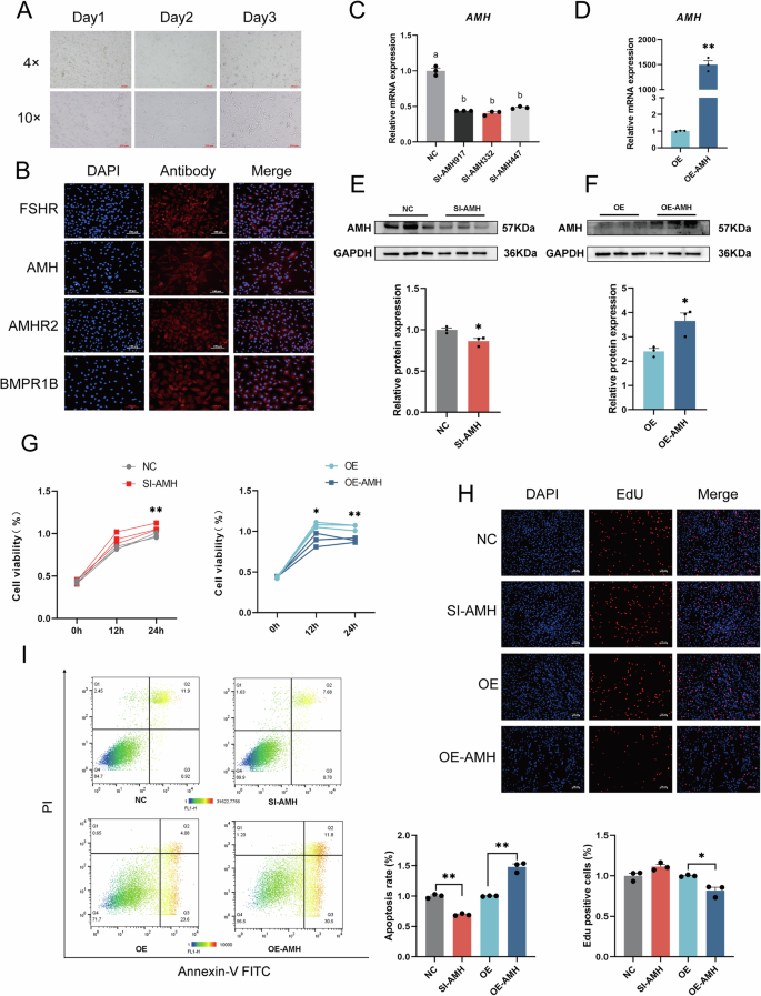 Fig. 2: AMH suppresses Hu sheep follicular GCs proliferation in vitro.
