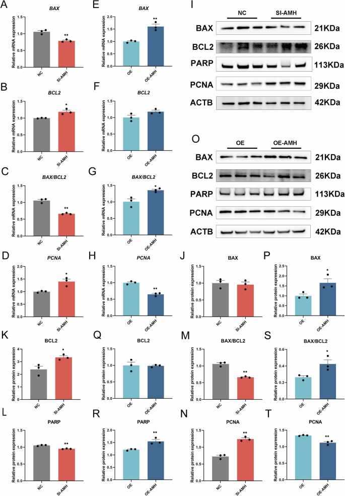 Fig. 3: AMH regulates genes associated with cell proliferation and apoptosis of GCs.