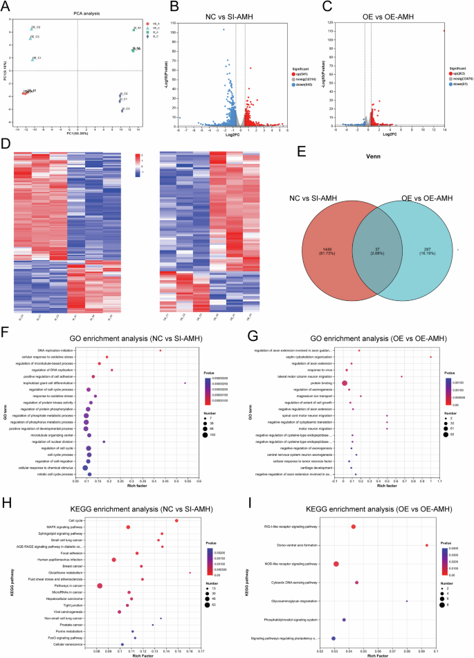 Fig. 4: RNA-seq and DEG analysis of AMH knockdown and overexpression in GCs.