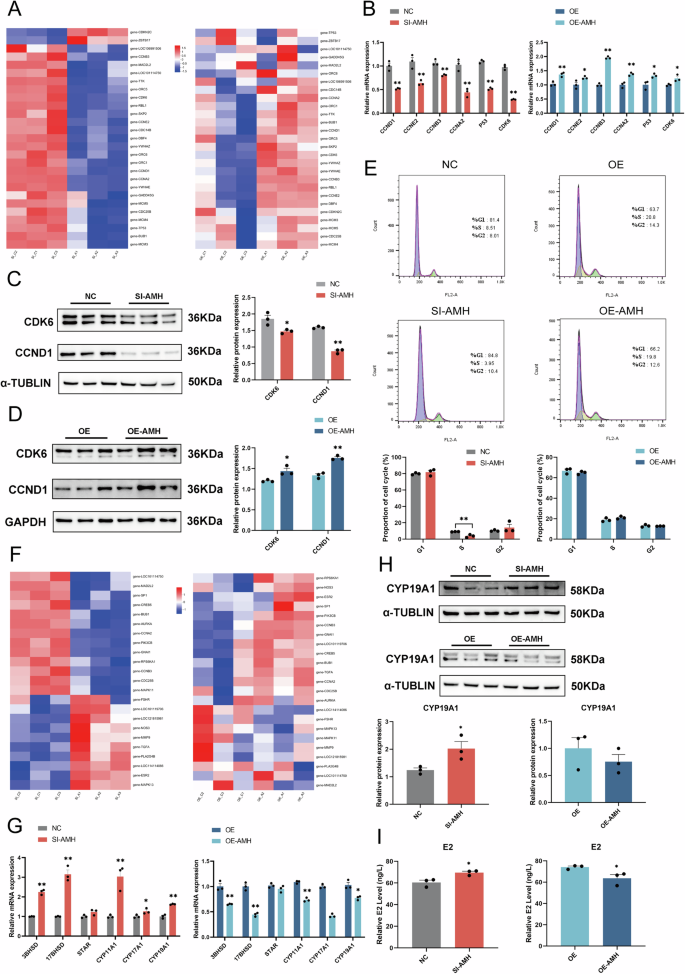 Fig. 5: AMH regulats cell cycle and inhibits steroid hormone synthesis of GCs.