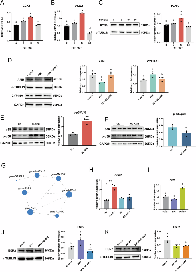 Fig. 6: The mechanism of AMH regulating the function of GCs by inhibiting ESR2/ p38-MAPK signaling pathway.