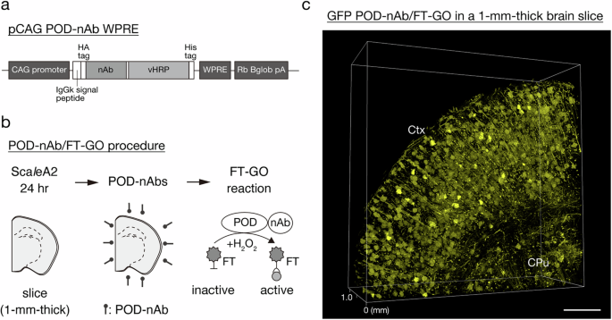 Fig. 1: POD-nAb/FT-GO 3D-IHC.