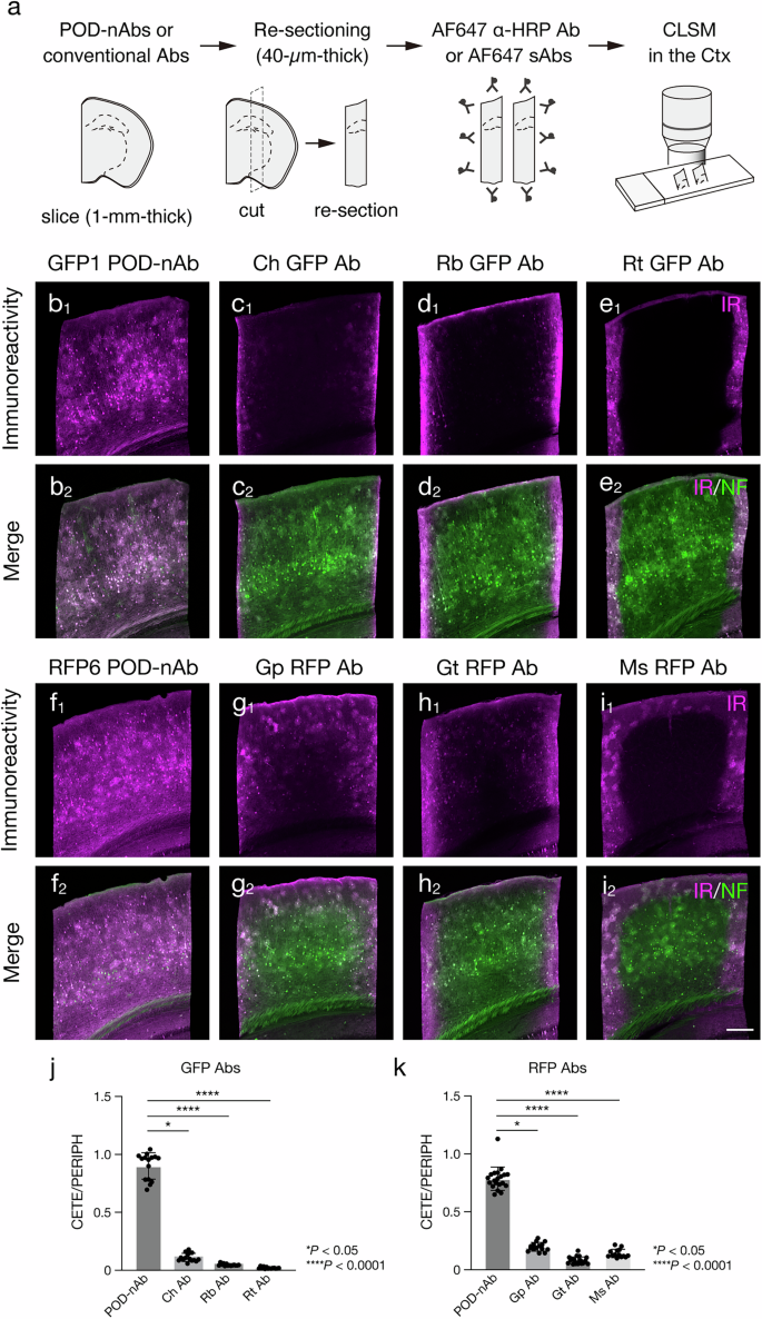 Fig. 2: Superior tissue penetration of POD-nAbs.