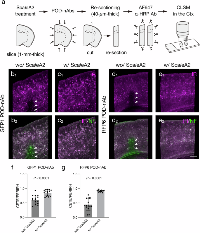 Fig. 3: Enhanced penetration of POD-nAbs by ScaleA2 treatment.
