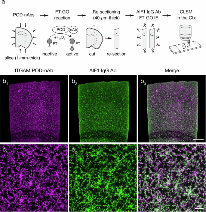 Fig. 6: ITGAM POD-nAb/FT-GO 3D-IHC in 1-mm-thick mouse brain slices.