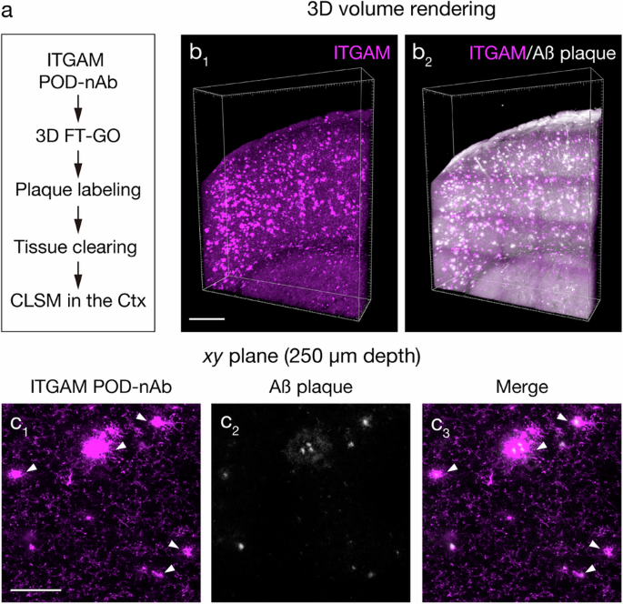 Fig. 7: Deep tissue imaging of microglial activation in an AD mouse model.