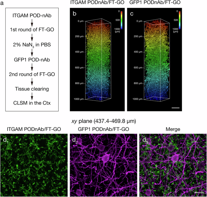 Fig. 8: ITGAM and GFP double POD-nAb/FT-GO 3D-IHC in 1-mm-thick brain slices of PV-FGL mice.