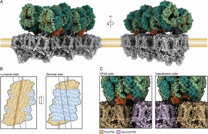 Keywords: Website light and dark mode side-by-side - Structure of a stripped-down and tuned-up far-red phycobilisome ...