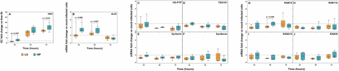 Fig. 2: Effect of HAV replication on the expression of genes coding for proteins involved in exosome biogenesis and trafficking in human hepatocytes.