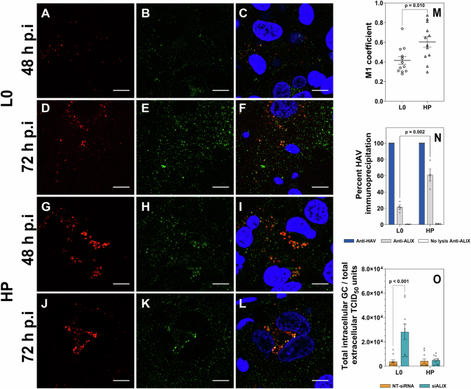 Fig. 3: ALIX interaction with HAV capsids.