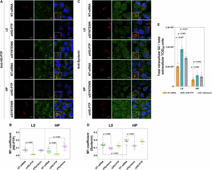 Fig. 4: Role of syntenin-1 and HD-PTP in the HAV release from Huh7-A-I-infected cells.