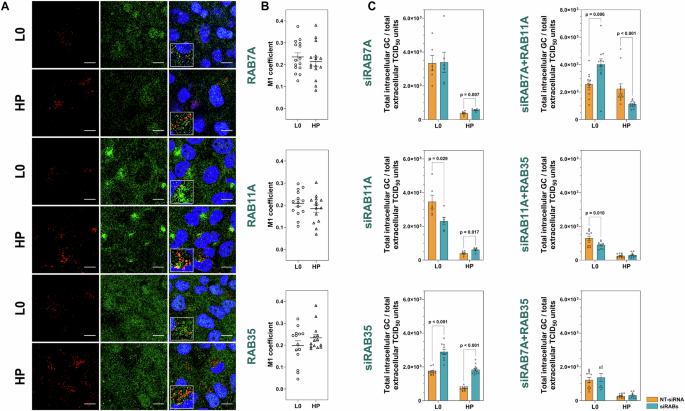 Fig. 5: Interaction of RAB proteins with HAV capsids.