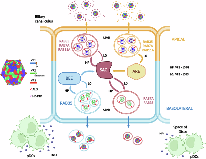 Fig. 9: Diagram of the differential egress of hepatitis A virus (HAV) through the apical and basolateral membranes of hepatocytes.