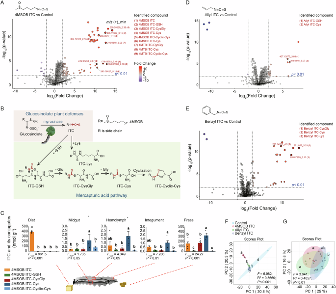 Multiple glutathione-S-transferases detoxify diverse glucosinolate-based defenses of Brassicales plants in a generalist lepidopteran herbivore (Spodoptera littoralis)