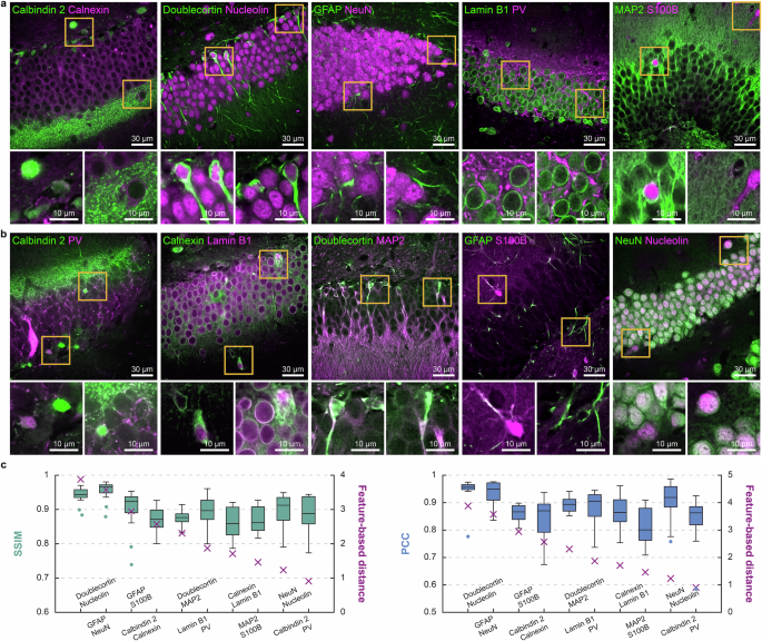 Fig. 3: Experimental validation of protein pairing using feature extraction network for fluorescent signal unmixing performance.