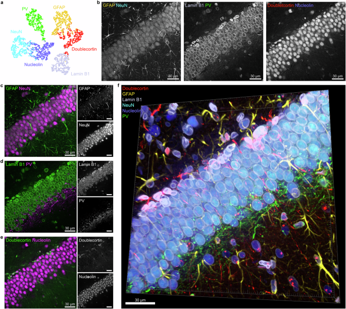 Fig. 4: Demonstration of volumetric multiplexed image of six proteins.