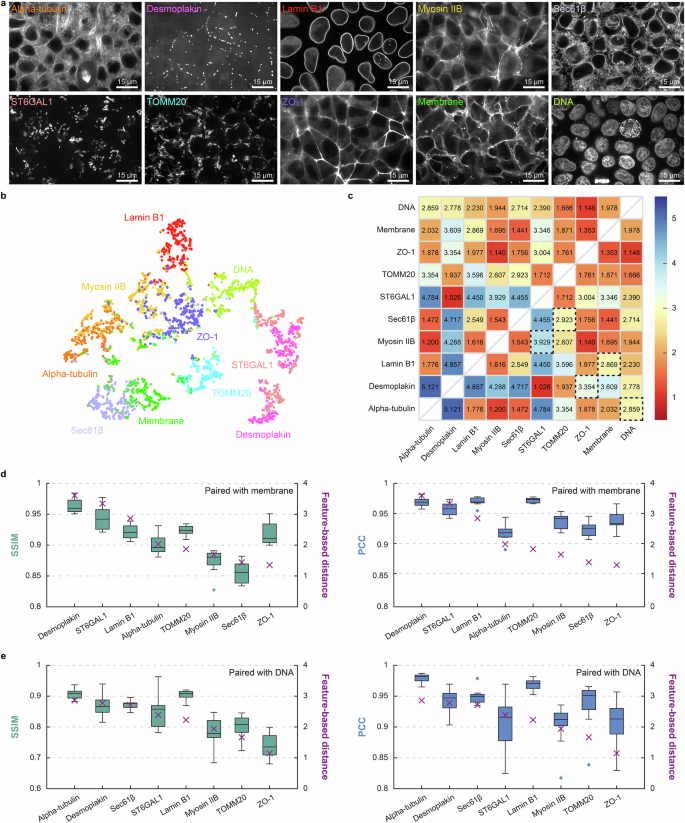 Fig. 5: Extended validation of SEPARATE on the public human cell dataset from Allen Institute for Cell Science.