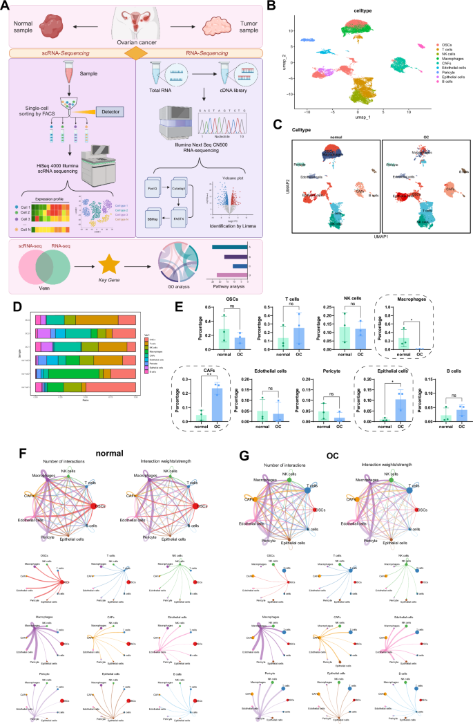 Fig. 1: Cell clustering and communication analysis of scRNA-seq data.
