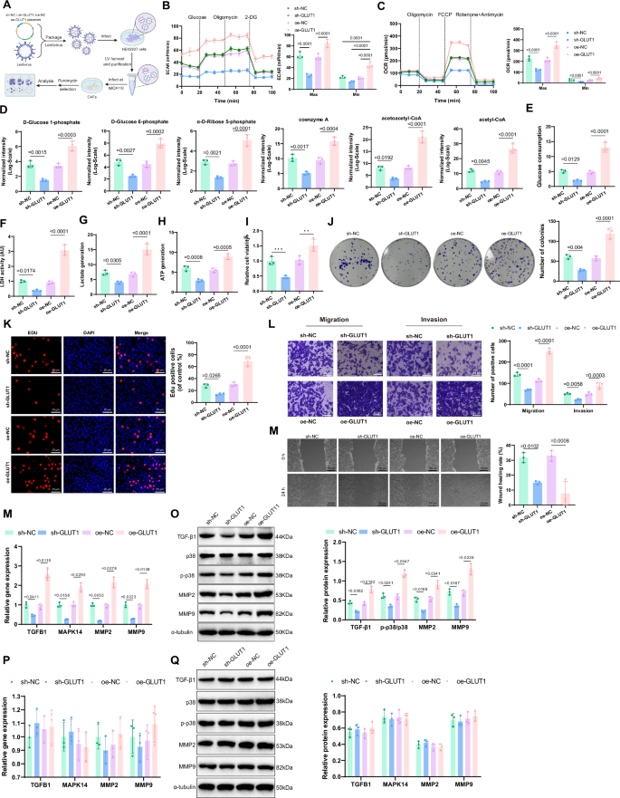 Fig. 3: Impact of GLUT1 in CAFs on OC cell proliferation and migration via glucose metabolism reprogramming.
