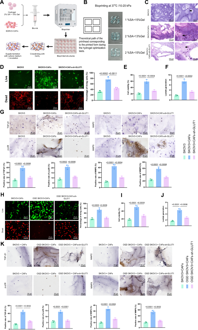 Fig. 4: Validation of the impact of GLUT1 in CAFs on OC cell biological characteristics through 3D bioprinting model.