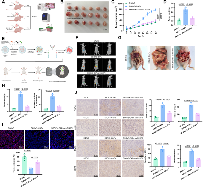 Fig. 5: Impact of GLUT1 knockdown on tumor growth in tumor-bearing mice.
