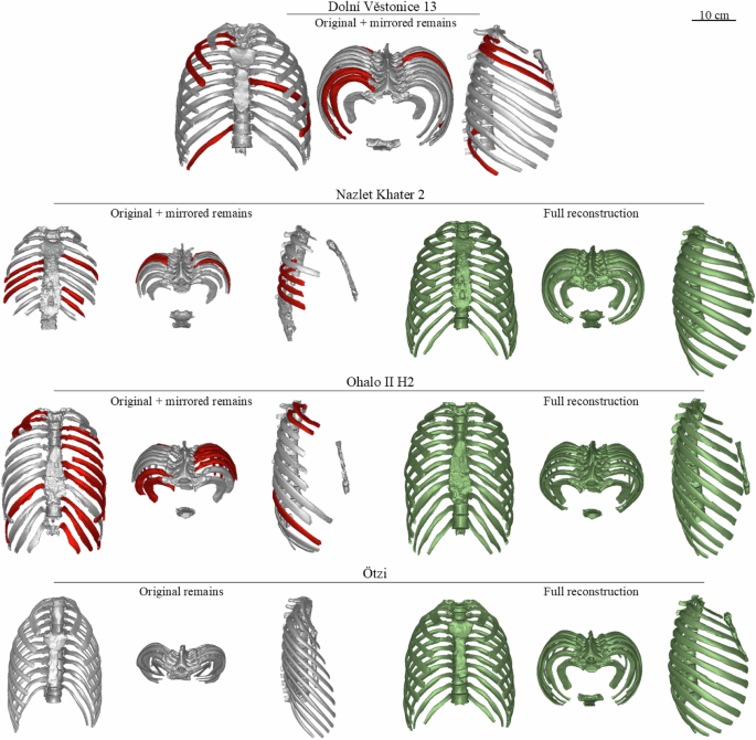 Fig. 1: Reconstructed ribcages belonging to fossil H. sapiens.